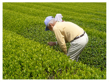 写真：茶の新芽をチェックする農家の方