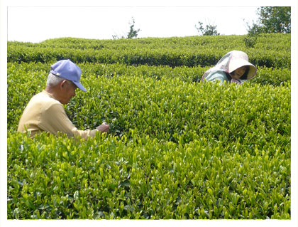 写真：茶の新芽をチェックする農家の方