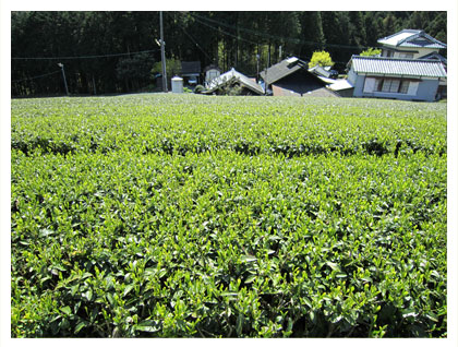 写真：茶畑の斜面