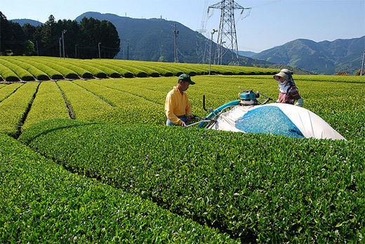 八十八夜と 茶畑に立つ扇風機のヒミツ 日本茶専門店の組合 東京都茶協同組合