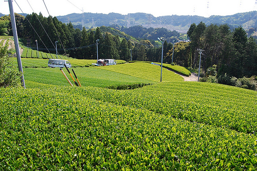 写真：静岡の茶畑