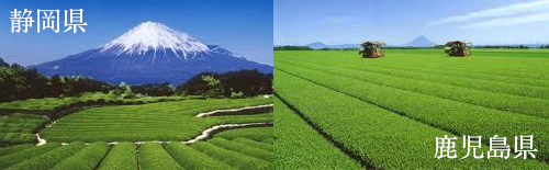 写真：静岡県と鹿児島県の茶畑の様子