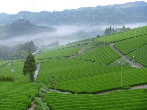 写真：茶畑