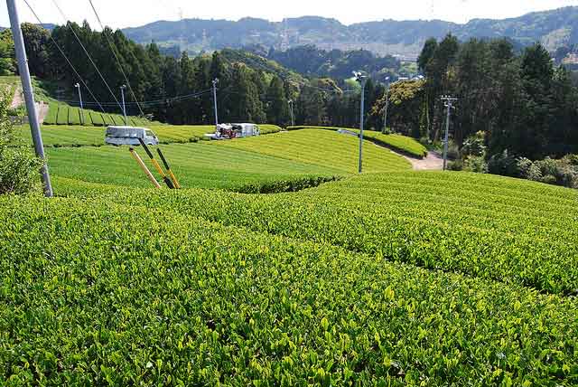 ph20130906-001.jpg