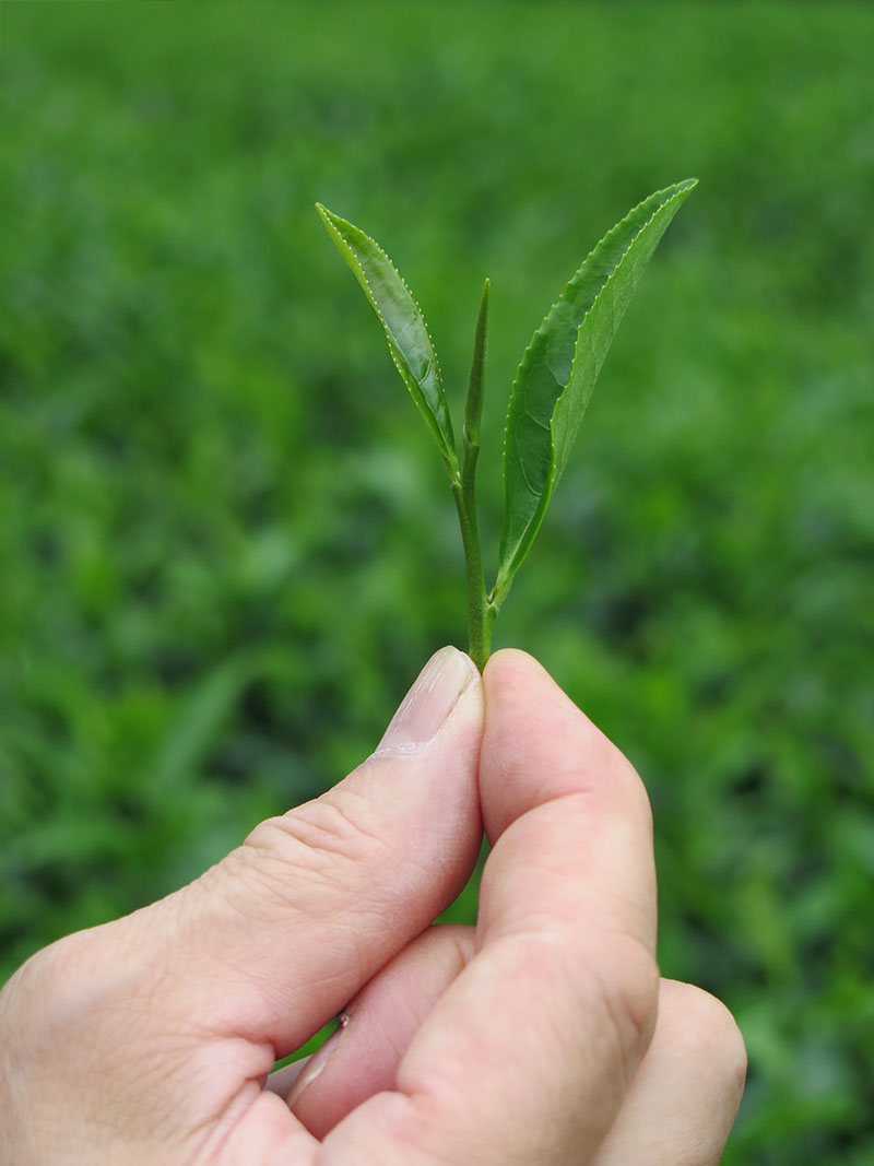 写真：茶の新芽