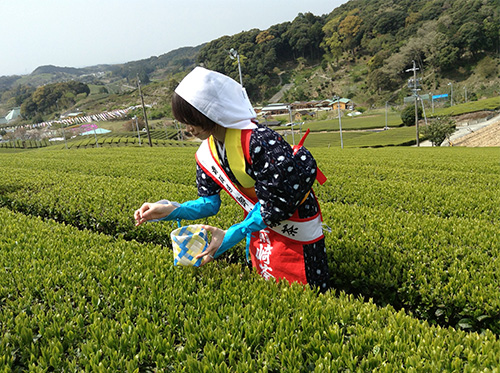 写真：茶娘