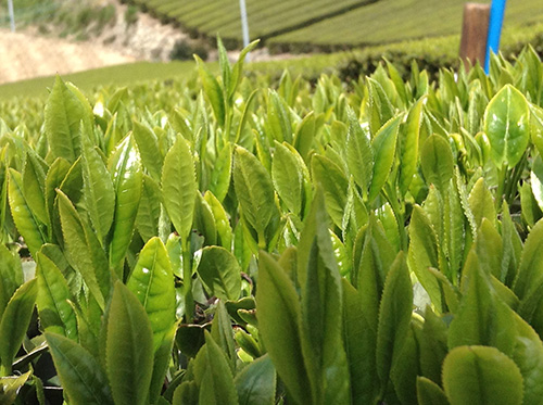 写真：つゆひかりの茶葉