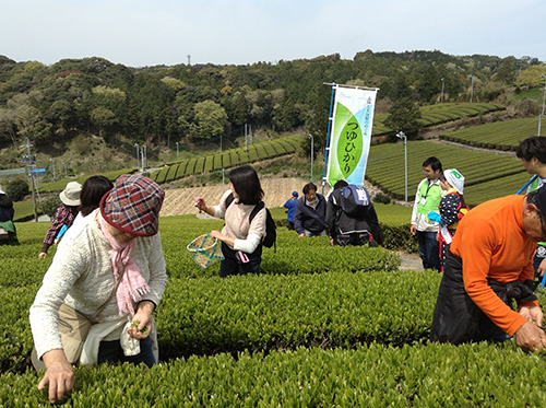 写真：茶摘みの様子