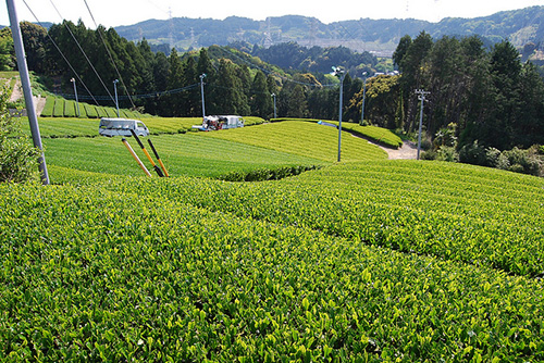 写真：茶畑