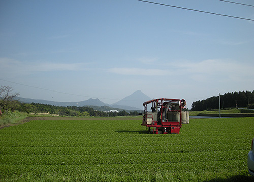 写真：頴娃（えい）の茶畑