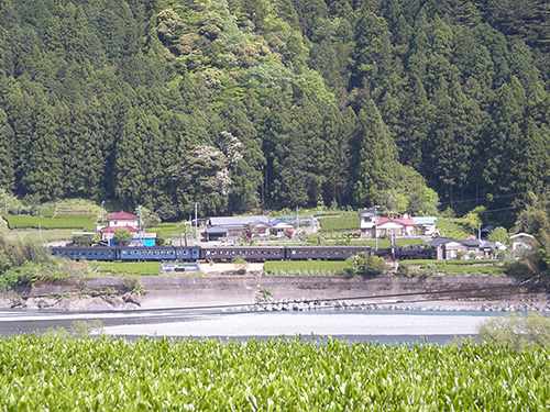 写真：川根の茶畑