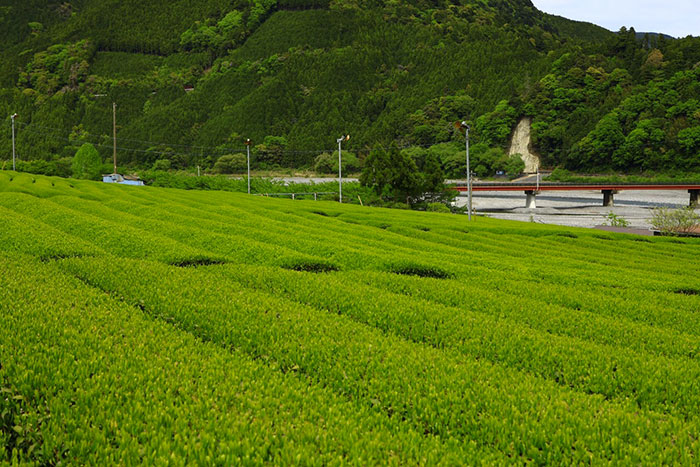 写真：川根の茶畑の風景