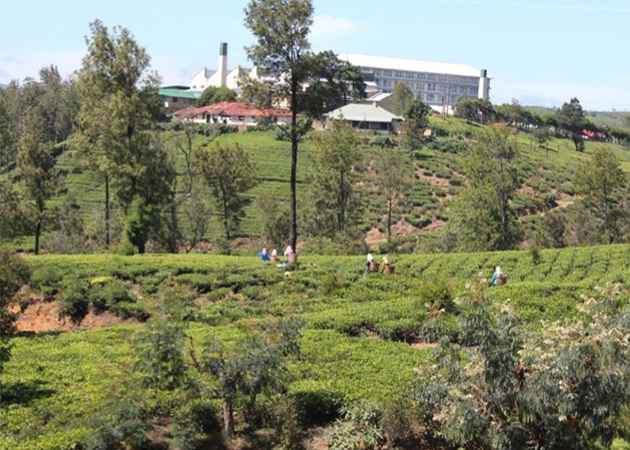 写真:スリランカ茶畑風景