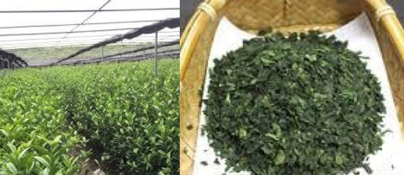 写真：茶園の様子と茶葉