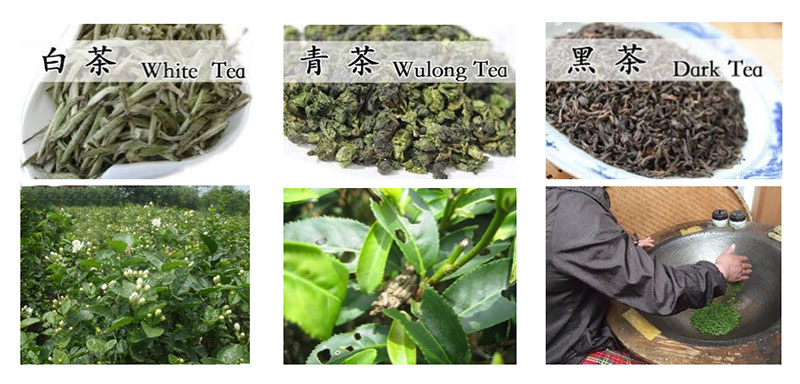 写真：中国茶のイメージ
