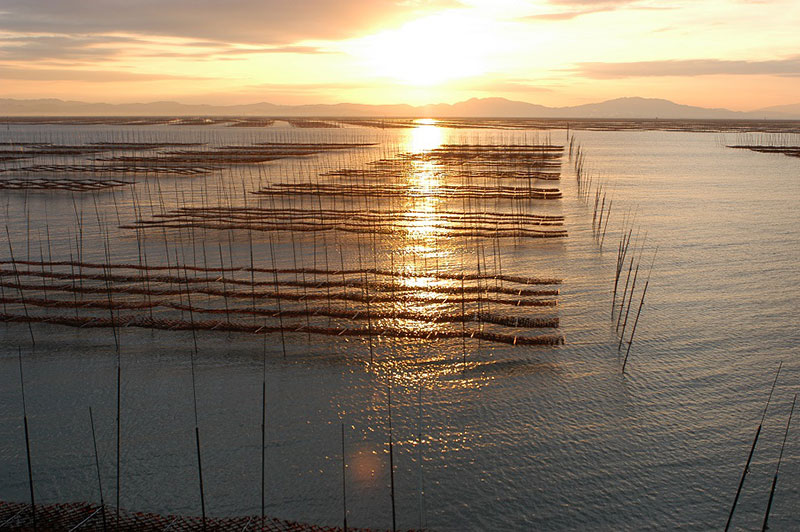 写真：海苔が育つ海
