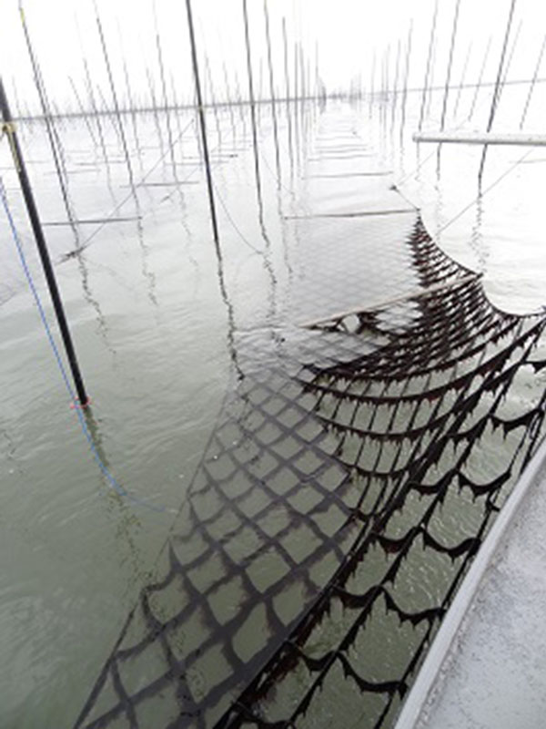 写真：海苔が育つ様子