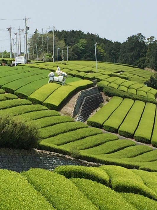 写真：2020年の茶畑の様子