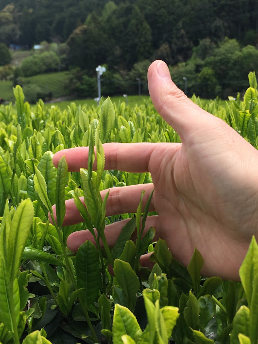 写真：2020年の茶畑の様子