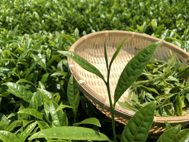 写真：お茶の新芽