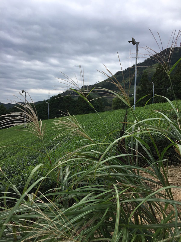 写真：