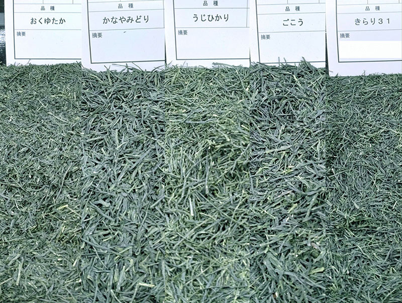 写真：おくゆたか、かなやみどり、うじひかり、ごこう、きらり31の茶葉