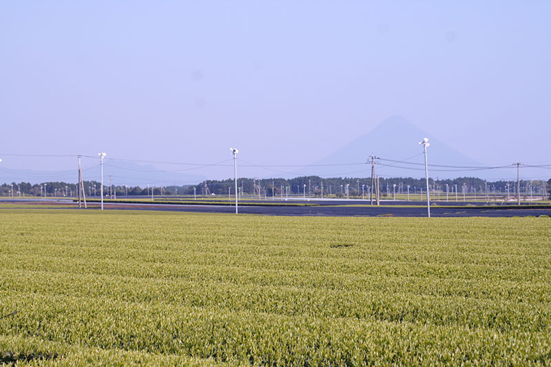 写真：開聞岳と茶畑