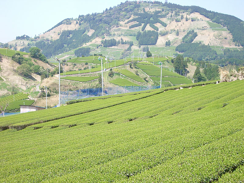 写真：掛川の茶畑