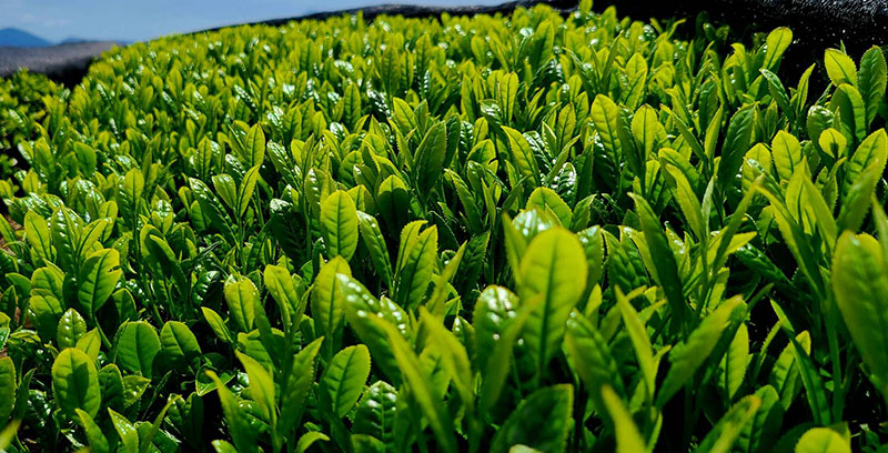 写真：新茶の芽