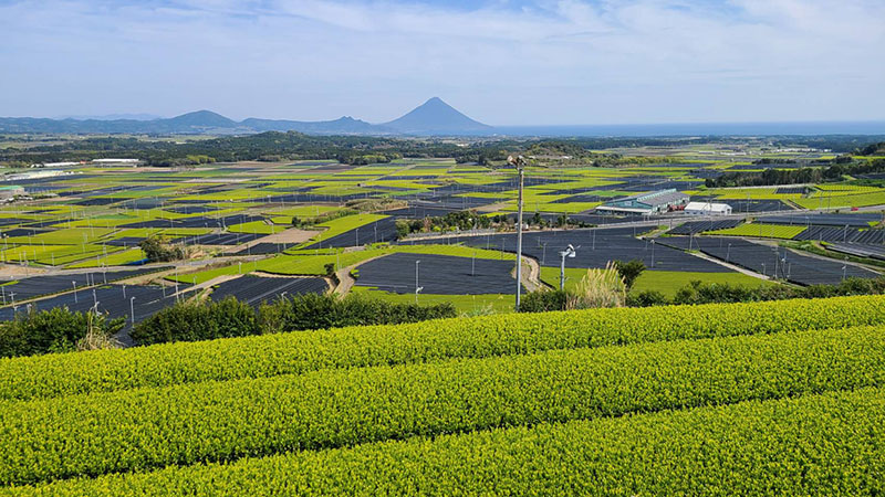 写真：新茶の芽