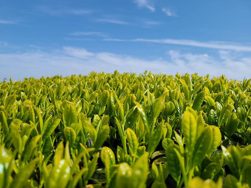 写真：新茶の芽